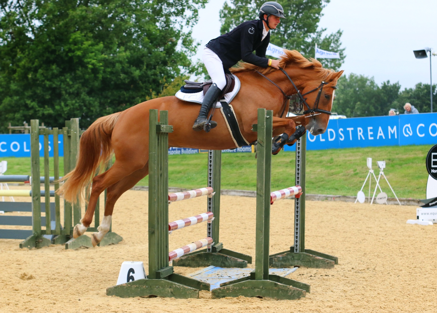 Odilia - 16.1hh stunning 4 year mare out of Malibu TN / Mr Blue x Vanilia / Fuego Du Prelet