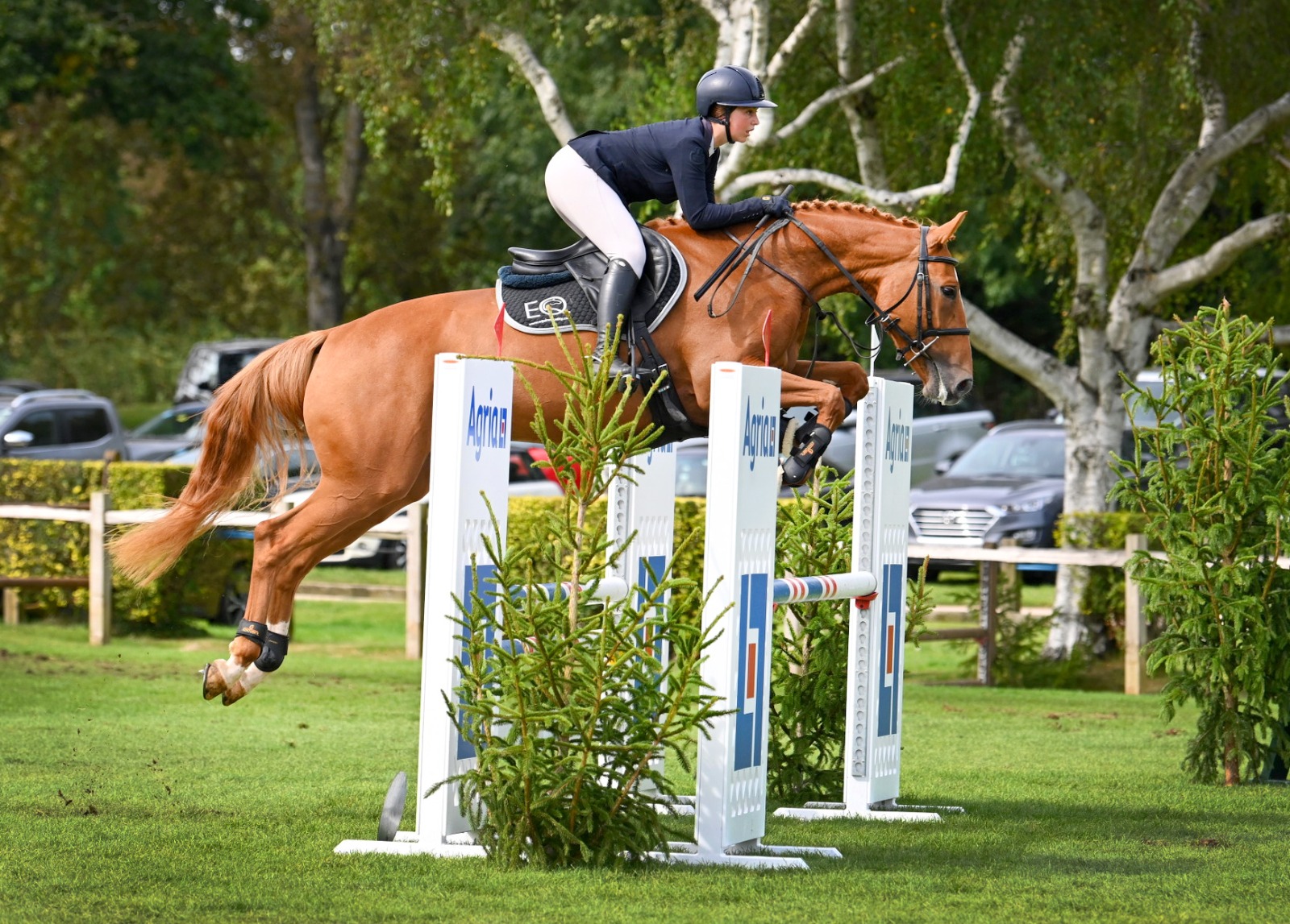 Odilia - 16.1hh stunning 4 year mare out of Malibu TN / Mr Blue x Vanilia / Fuego Du Prelet