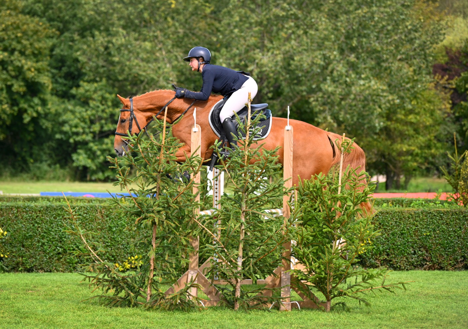 Odilia - 16.1hh stunning 4 year mare out of Malibu TN / Mr Blue x Vanilia / Fuego Du Prelet