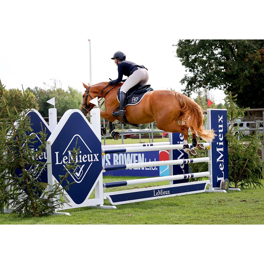 Odilia - 16.1hh stunning 4 year mare out of Malibu TN / Mr Blue x Vanilia / Fuego Du Prelet