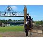 Cordette - 16.2hh, 9-year-old, bay mare by Millfield Cascade, out of a Lorenzo mother