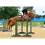 Odilia - 16.1hh stunning 4 year mare out of Malibu TN / Mr Blue x Vanilia / Fuego Du Prelet