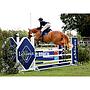 Odilia - 16.1hh stunning 4 year mare out of Malibu TN / Mr Blue x Vanilia / Fuego Du Prelet